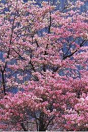 音速刺猬“索尼克”×“初音未来”音乐联动《Project ONSOKU》震撼来袭